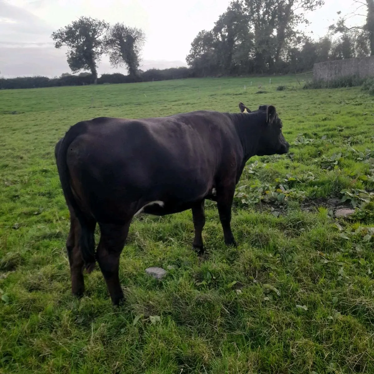 Helifer with bull calf at foot - Image 4
