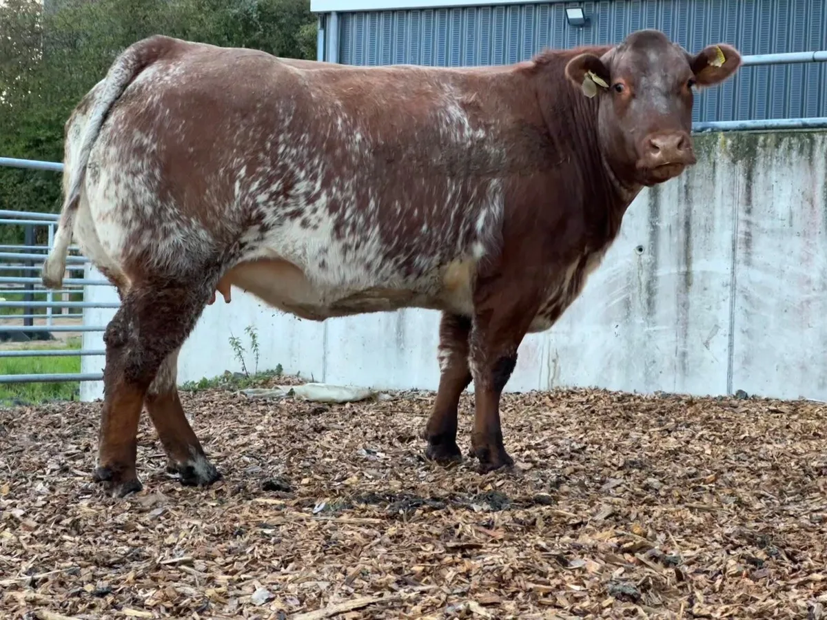 Mckeon’s annual calved heifer sale - Image 1