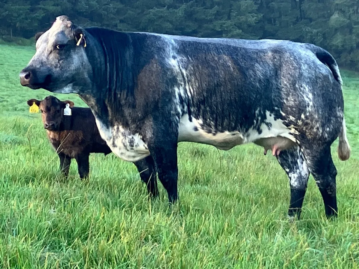 Mckeon’s annual calved heifer sale - Image 1