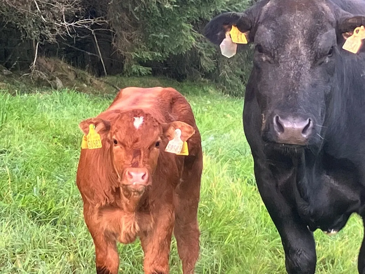 Mckeon’s annual calved heifer sale - Image 2