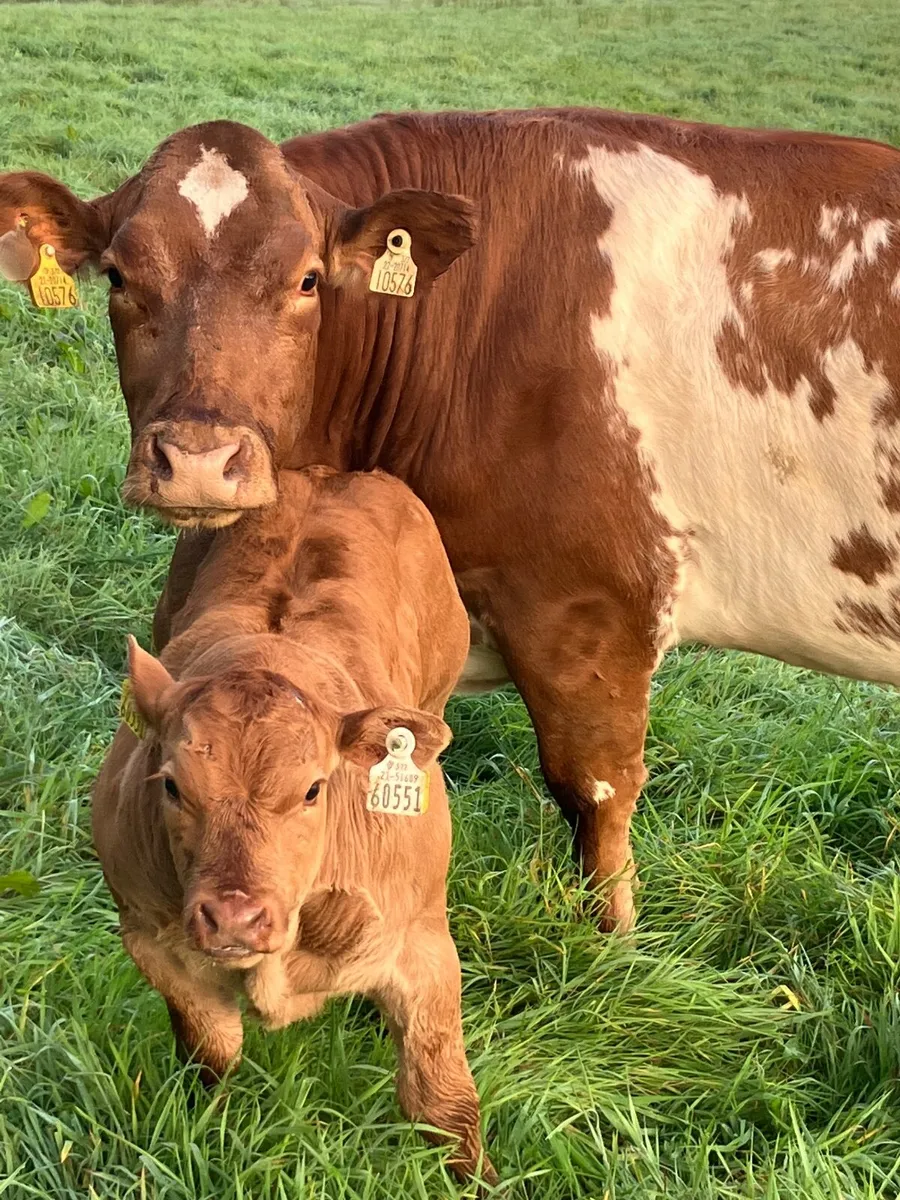 Mckeon’s annual calved heifer sale - Image 3