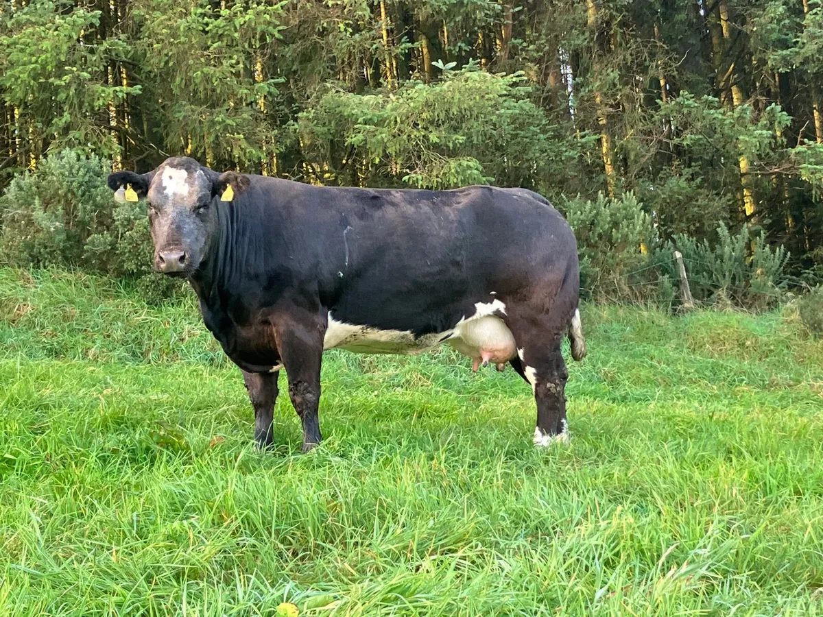 Mckeon’s annual calved heifer sale - Image 4