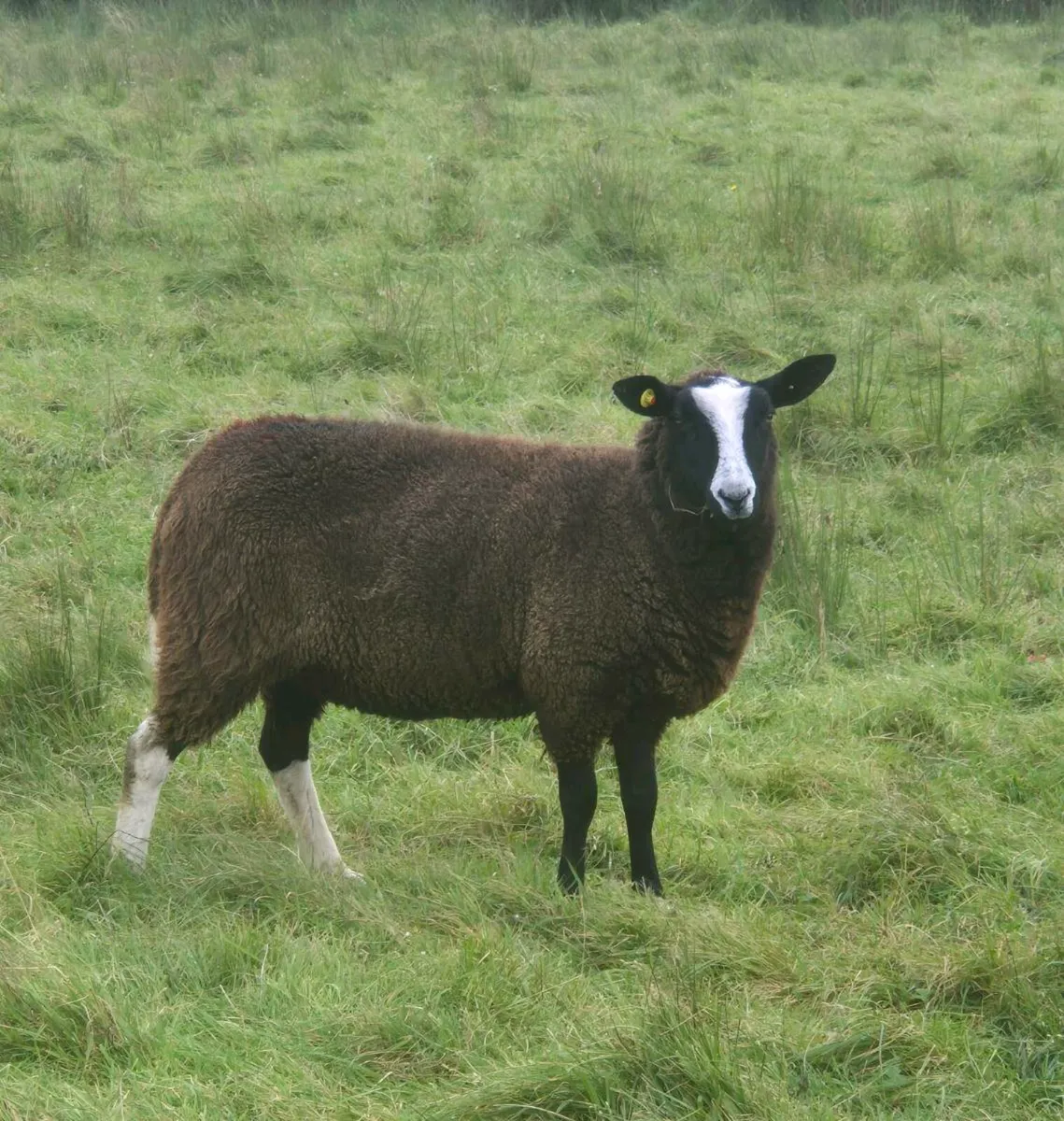 Zwartble Hoggets - Image 1