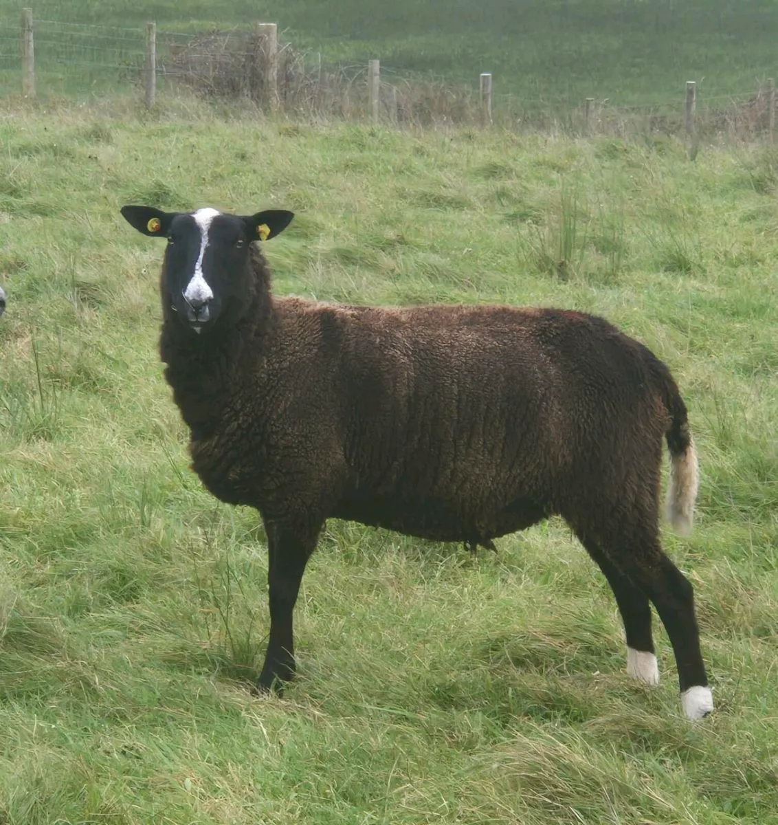 Zwartble Hoggets - Image 2