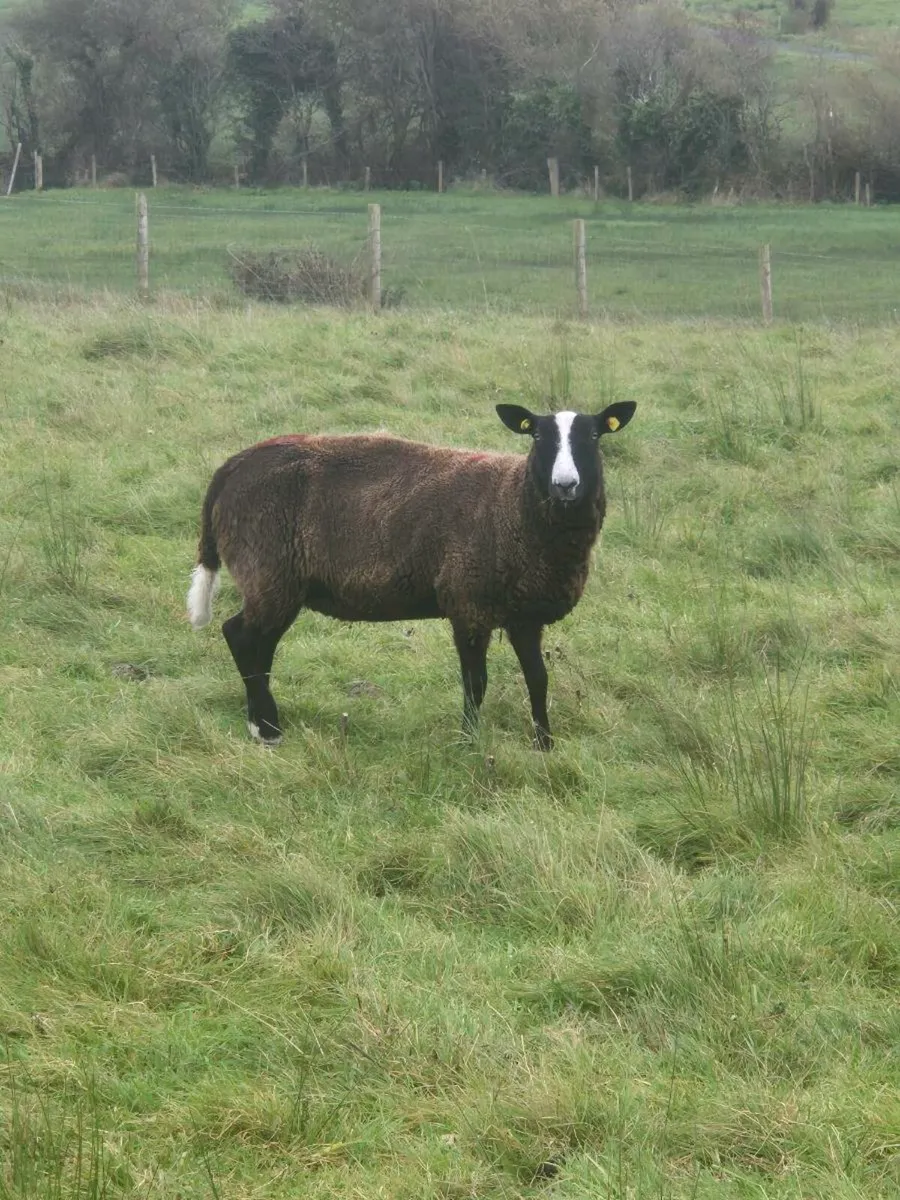 Zwartble Hoggets - Image 3