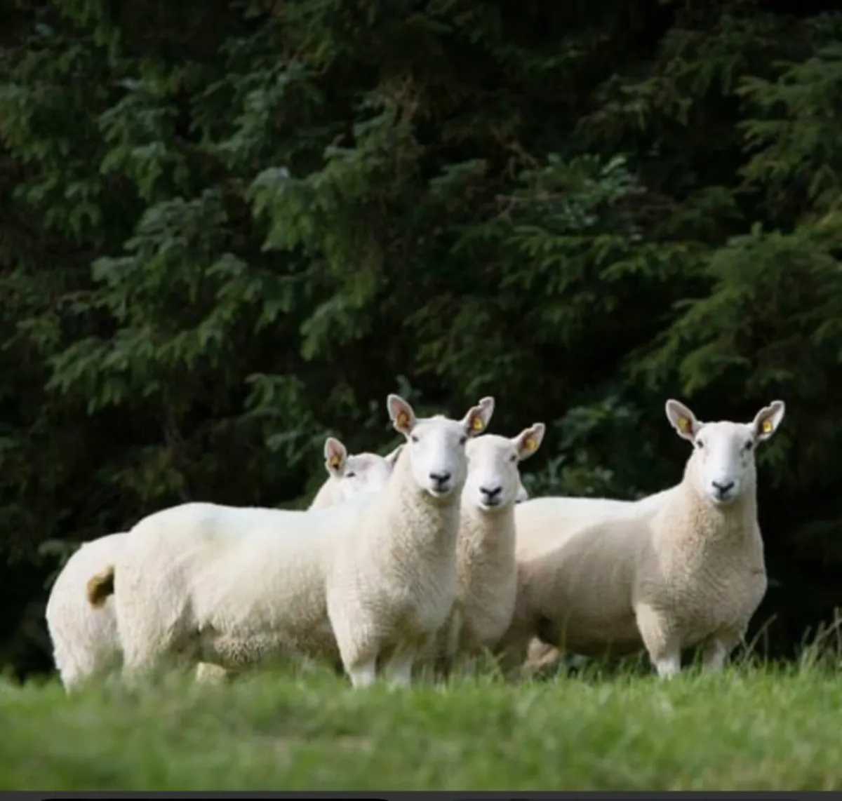 Wanted 2 Wicklow Cheviot sheep