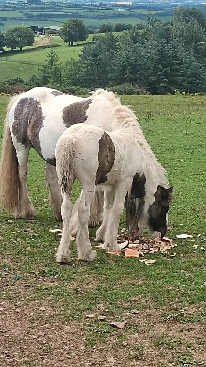 Mare and foal - Image 1