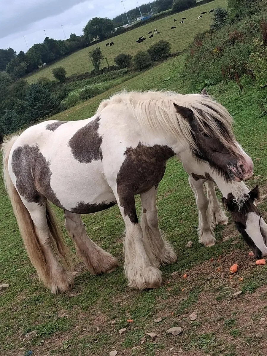 Mare and foal - Image 2