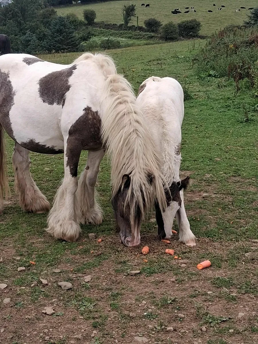 Mare and foal - Image 3