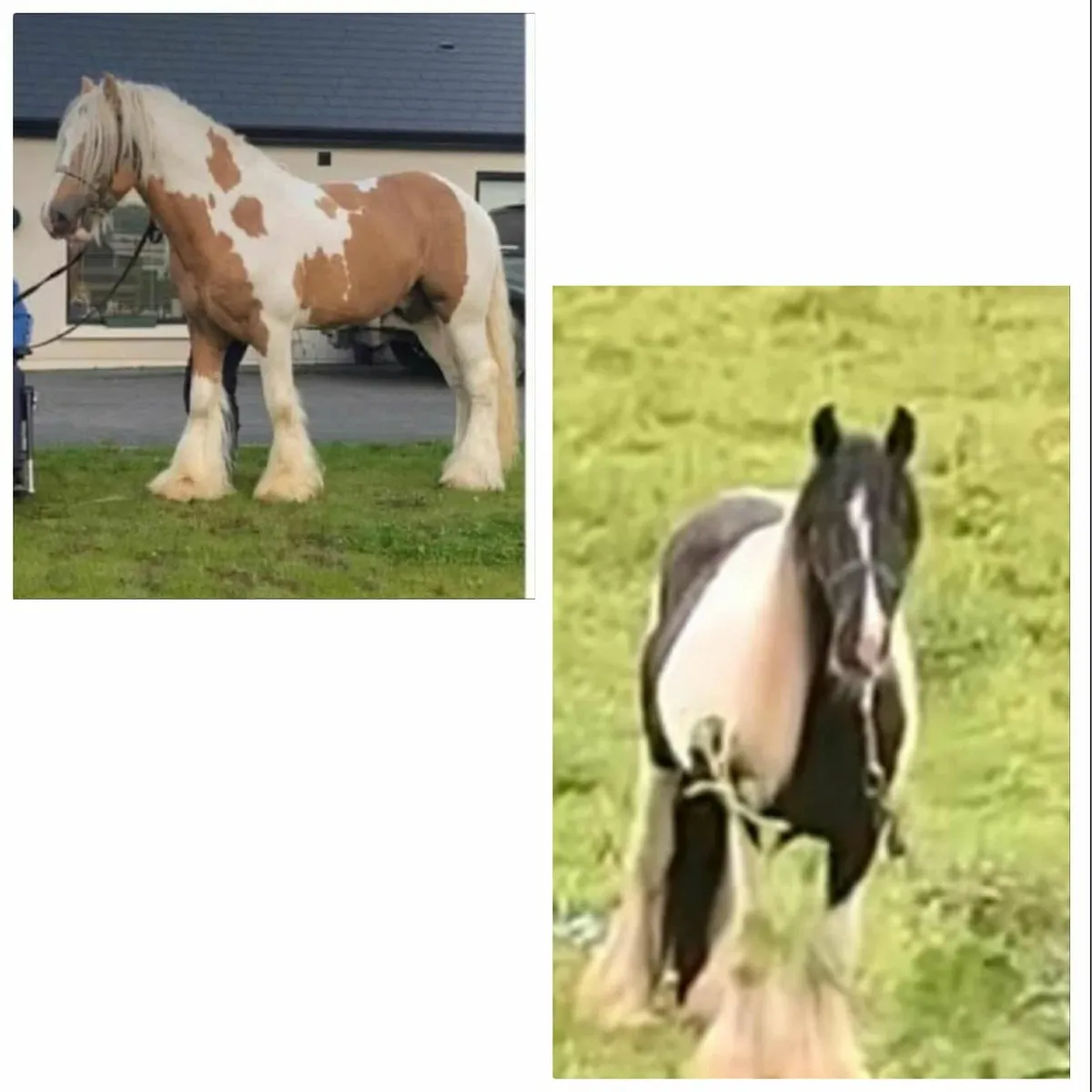 Mare and foal - Image 4
