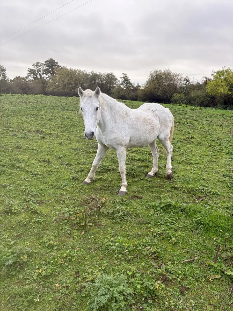 Connemara mare horse