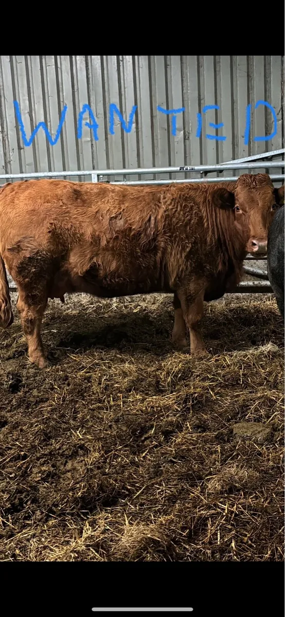 Organic incalf heifers w*a*n*t*e*d- Full symbol - Image 1