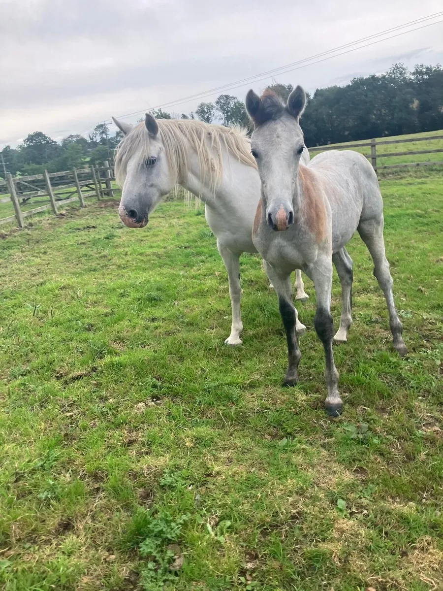 Connemara mare and foal - Image 1