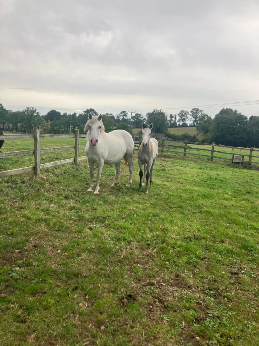 Connemara mare and foal - Image 2