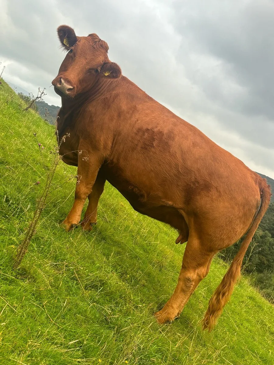 Organic incalf heifers w*a*n*t*e*d- Full symbol - Image 2