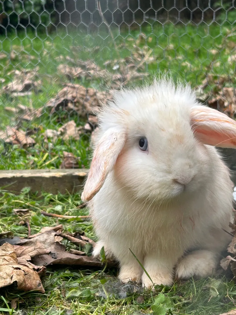 2 Lops Rabbits + Hutch - Image 1