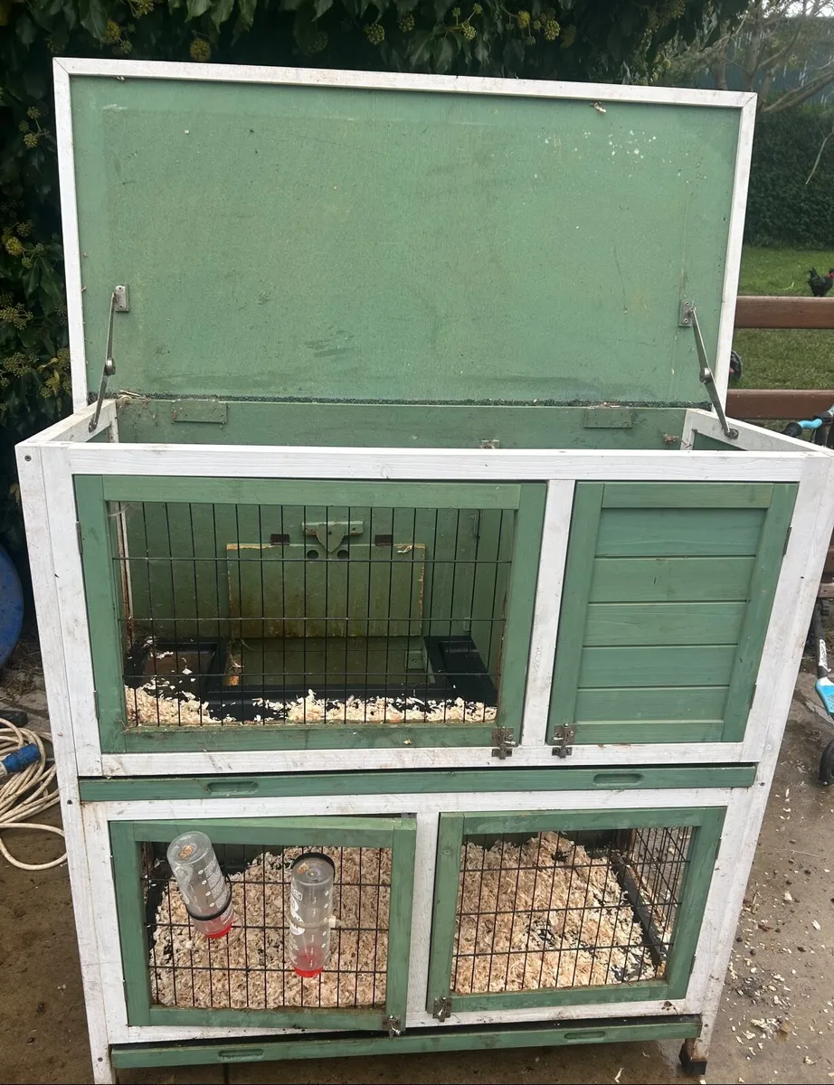 2 Lops Rabbits + Hutch - Image 2