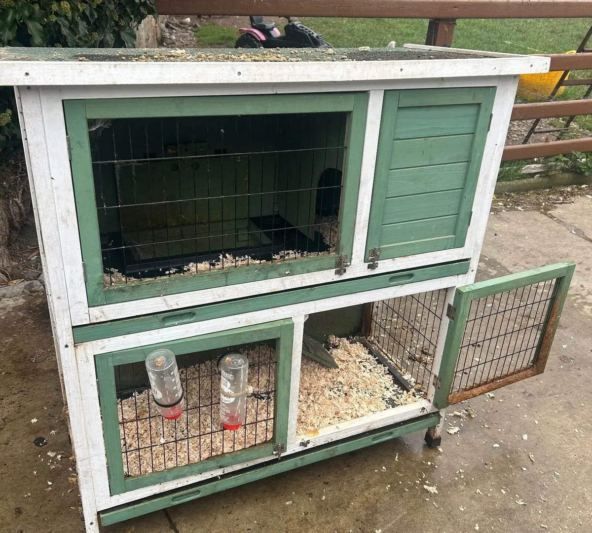 2 Lops Rabbits + Hutch - Image 3