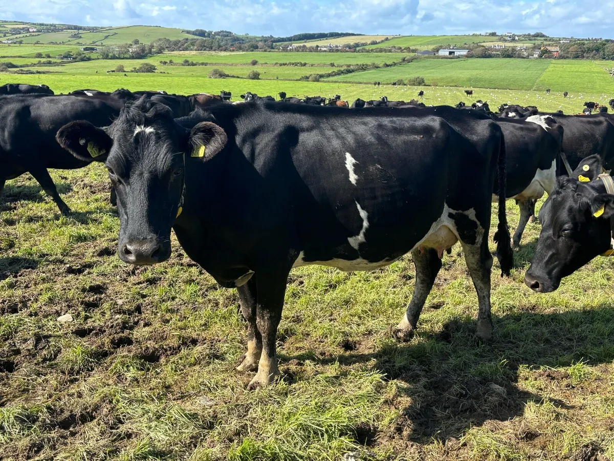 Incalf Crossbred cows - Image 2
