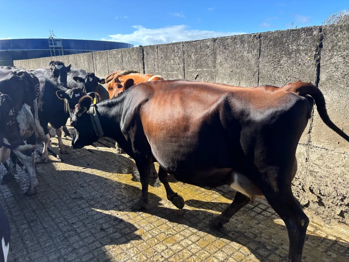 Incalf Crossbred cows - Image 3