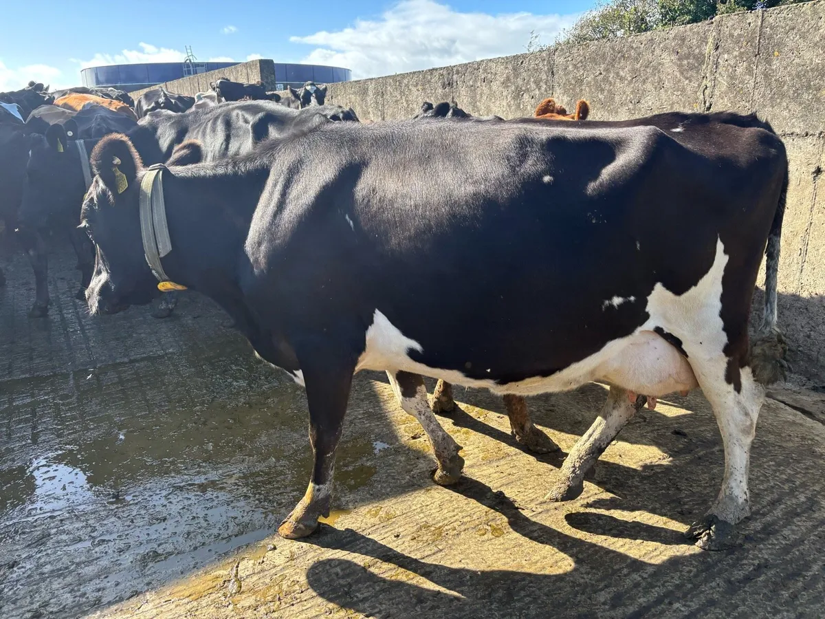 Incalf Crossbred cows - Image 1