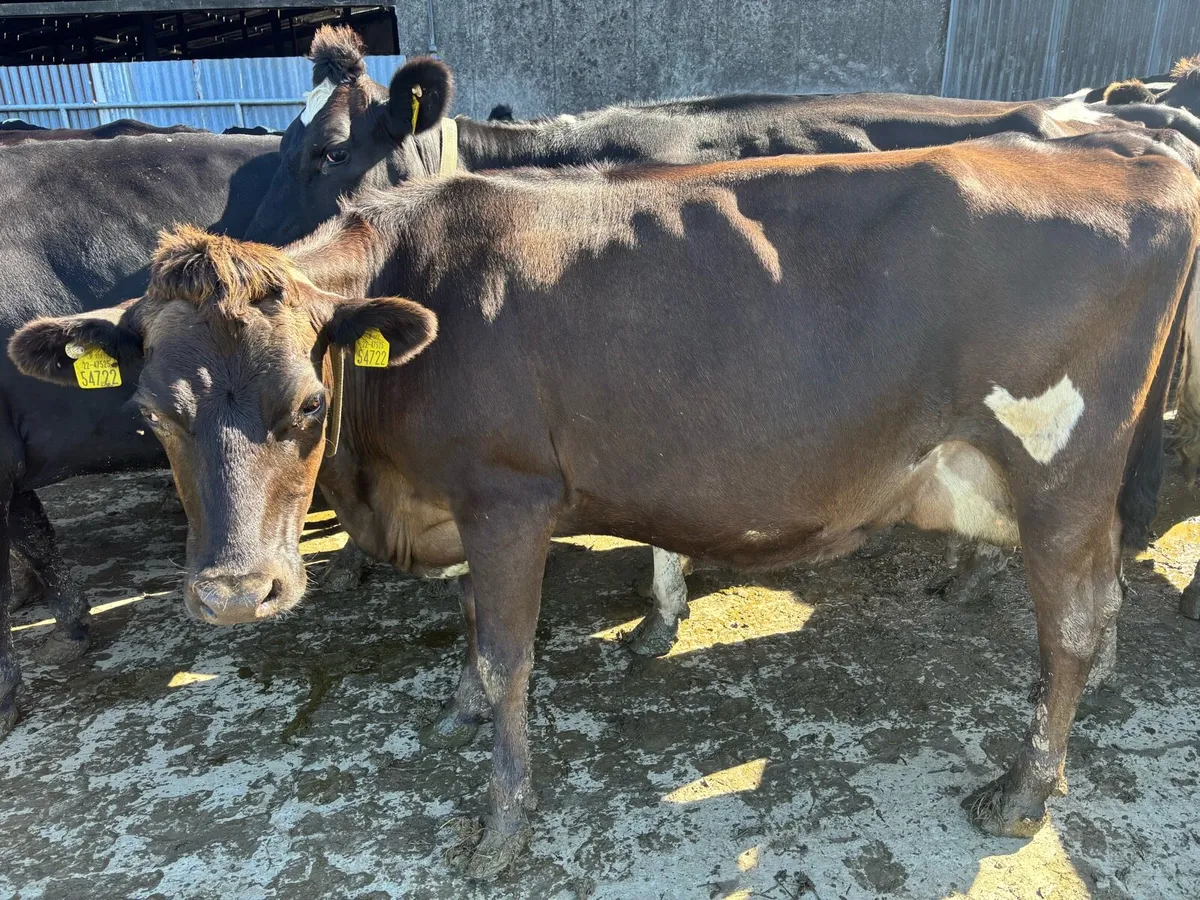 Incalf Crossbred cows - Image 4