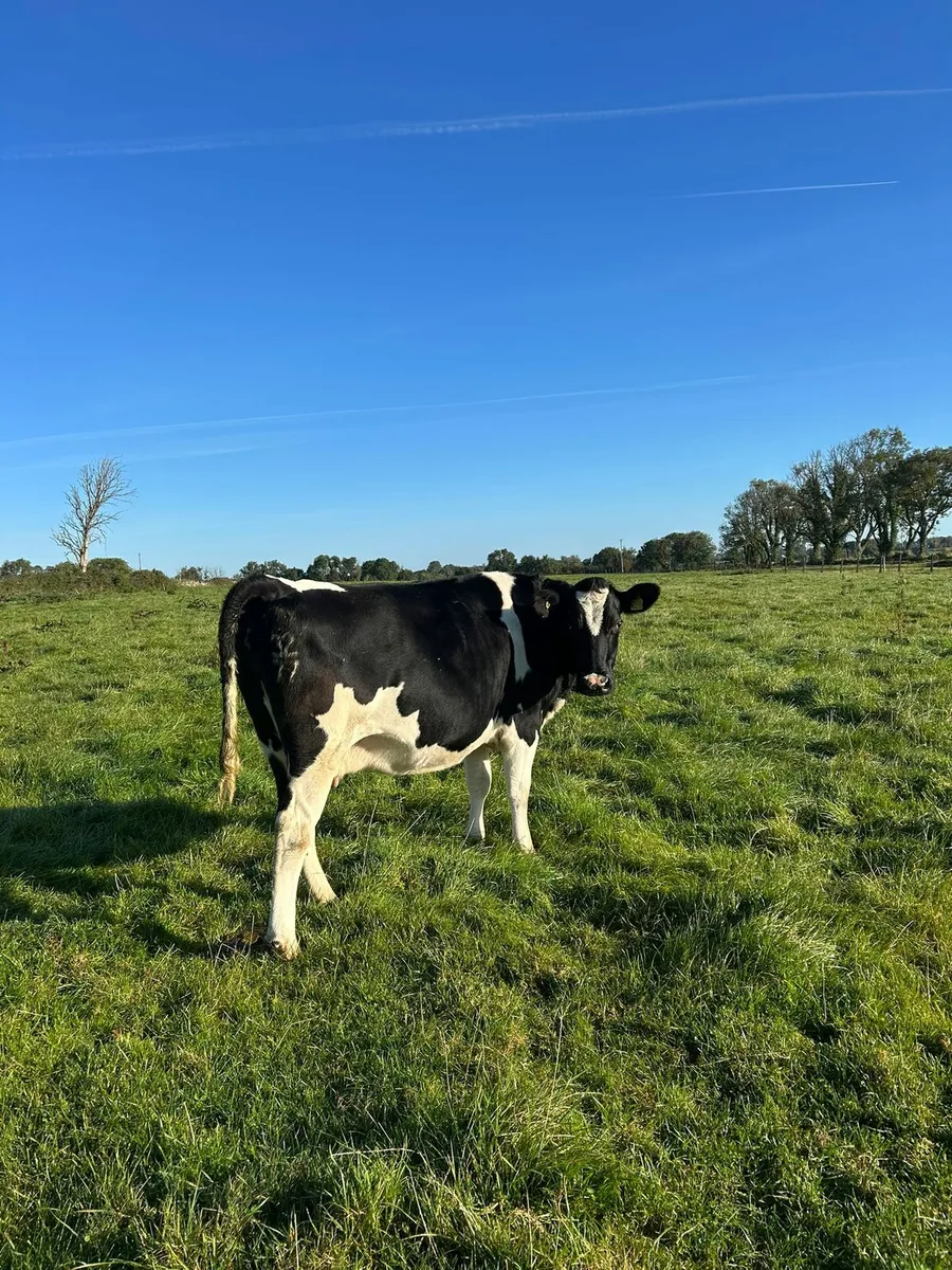 2 in calf cows and 1 first calver - Image 2