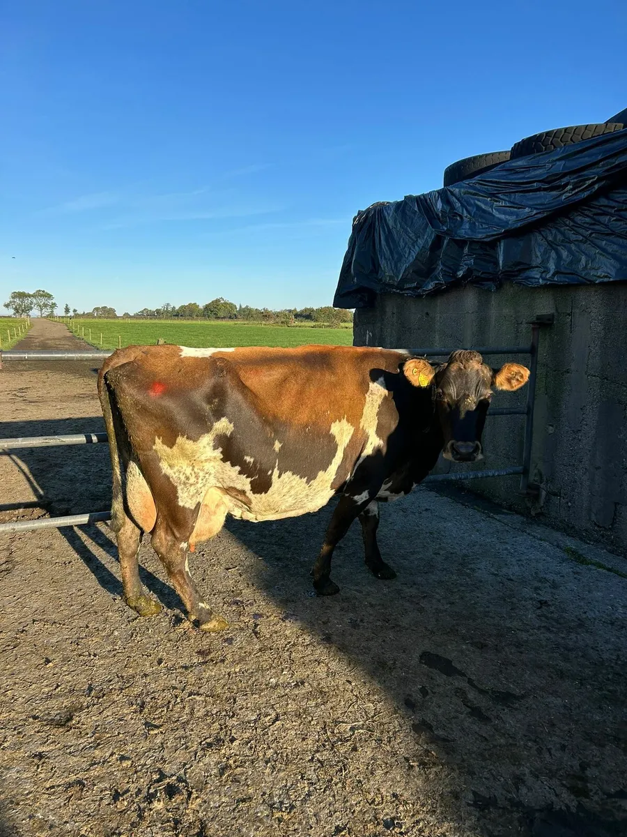 2 in calf cows and 1 first calver - Image 3