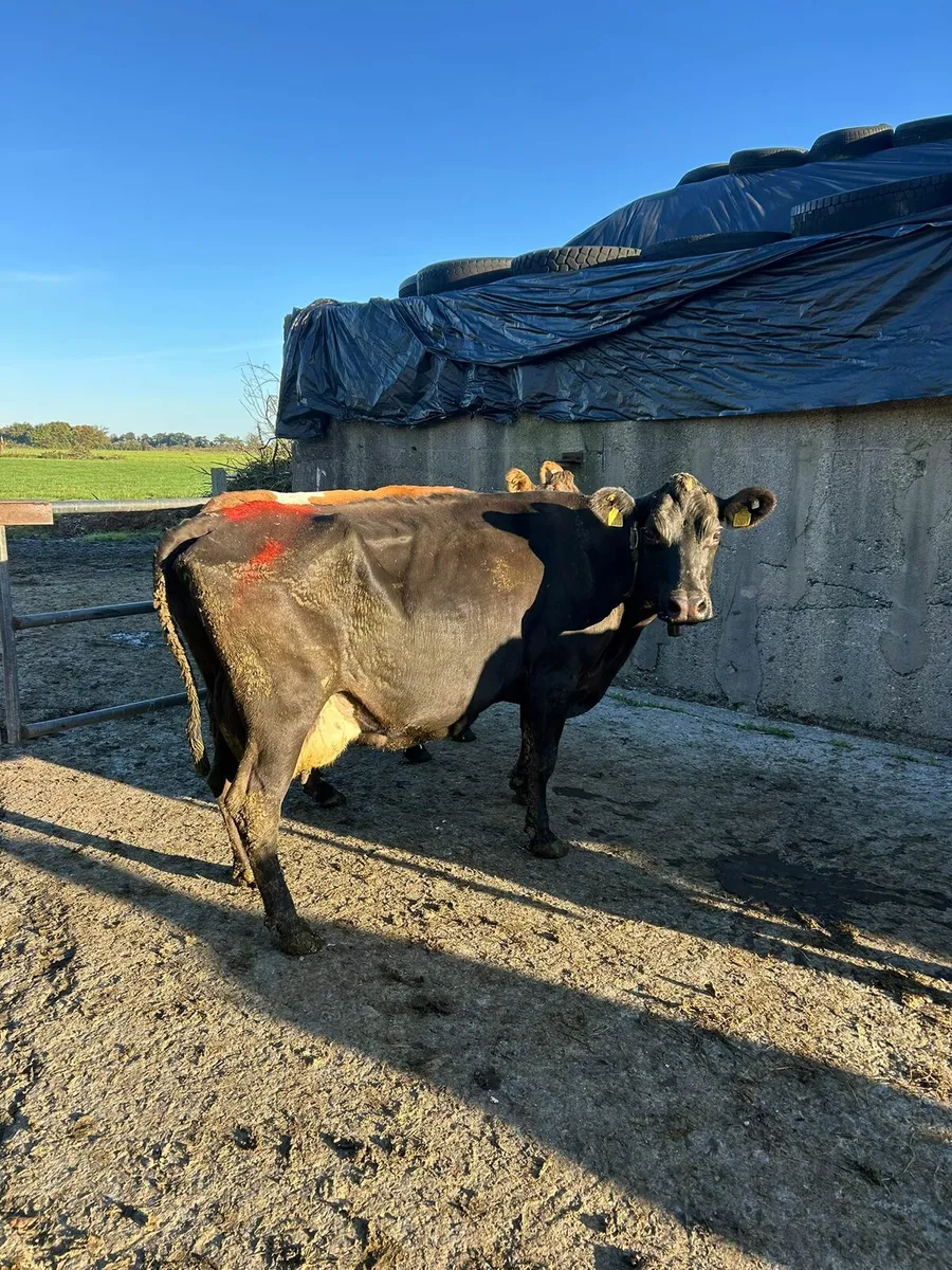 2 in calf cows and 1 first calver - Image 1