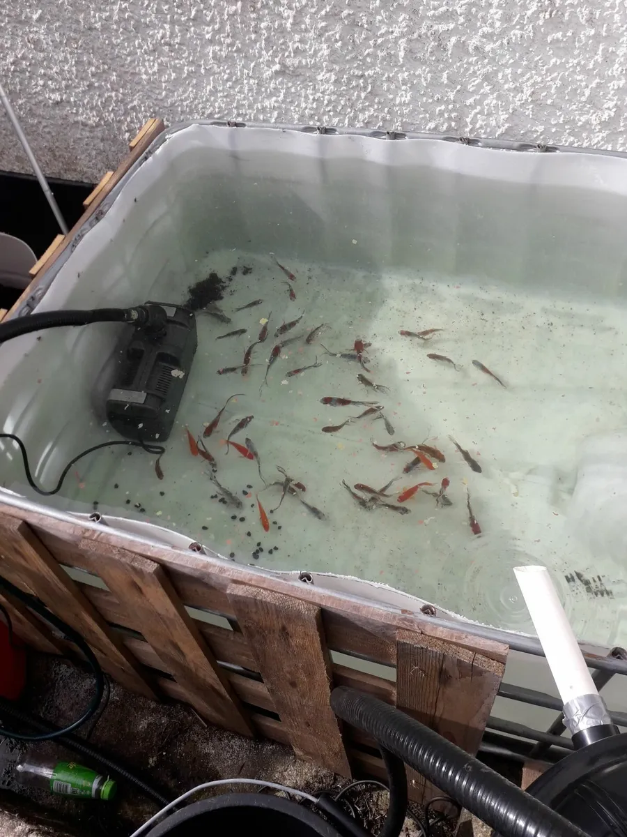 shubunkins / pond / aquarium  fish 4 to 6 inch's - Image 3