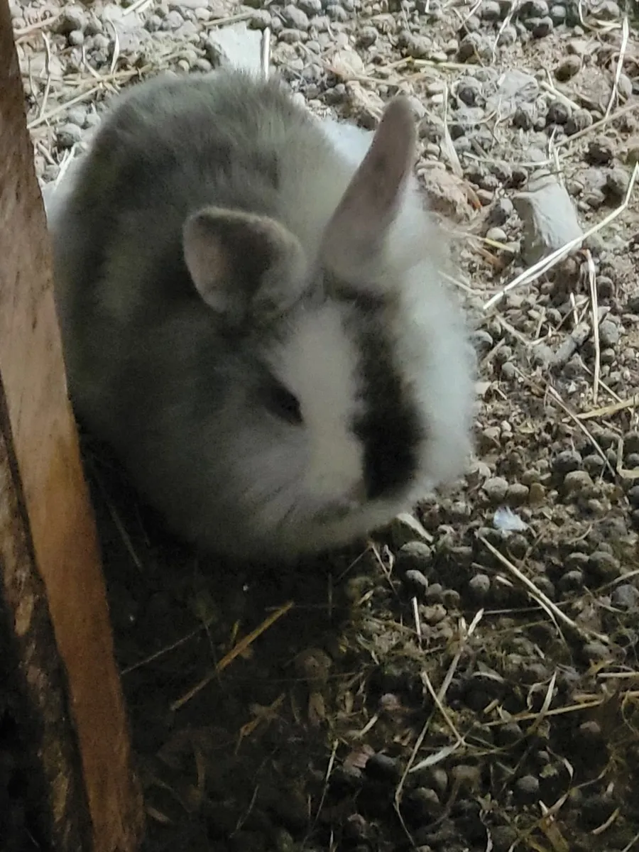 Baby rabbits