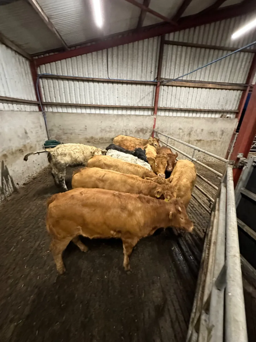 Lim and Charolais heifers - Image 2
