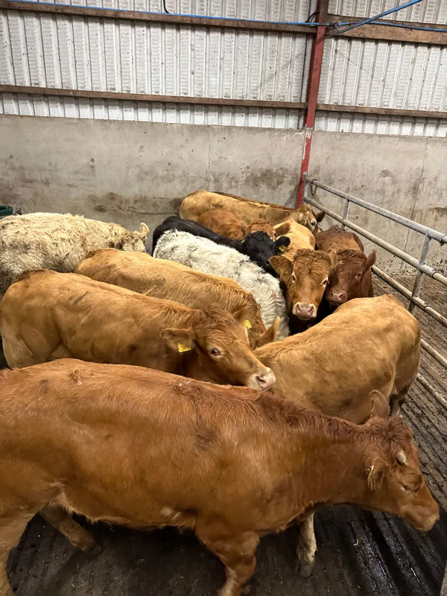 Lim and Charolais heifers - Image 3
