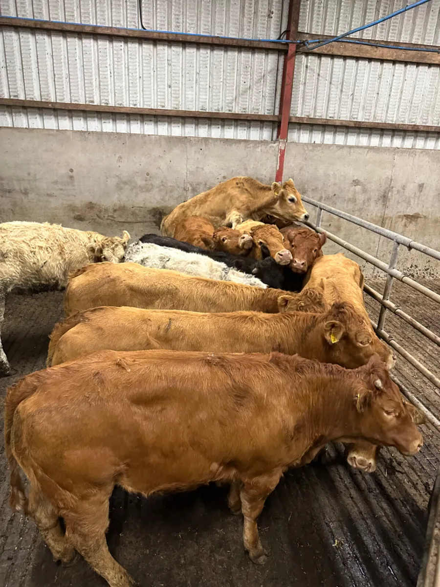 Lim and Charolais heifers - Image 1