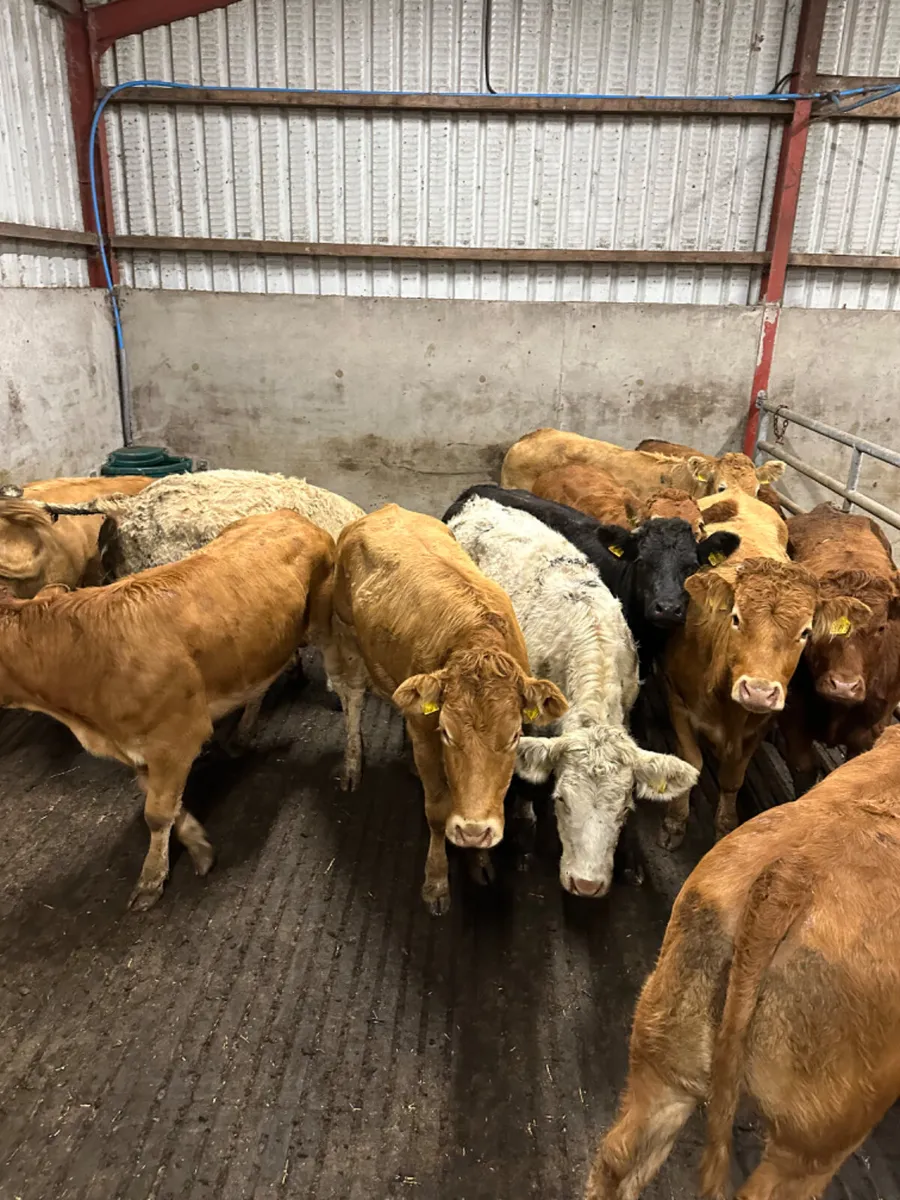 Lim and Charolais heifers - Image 4