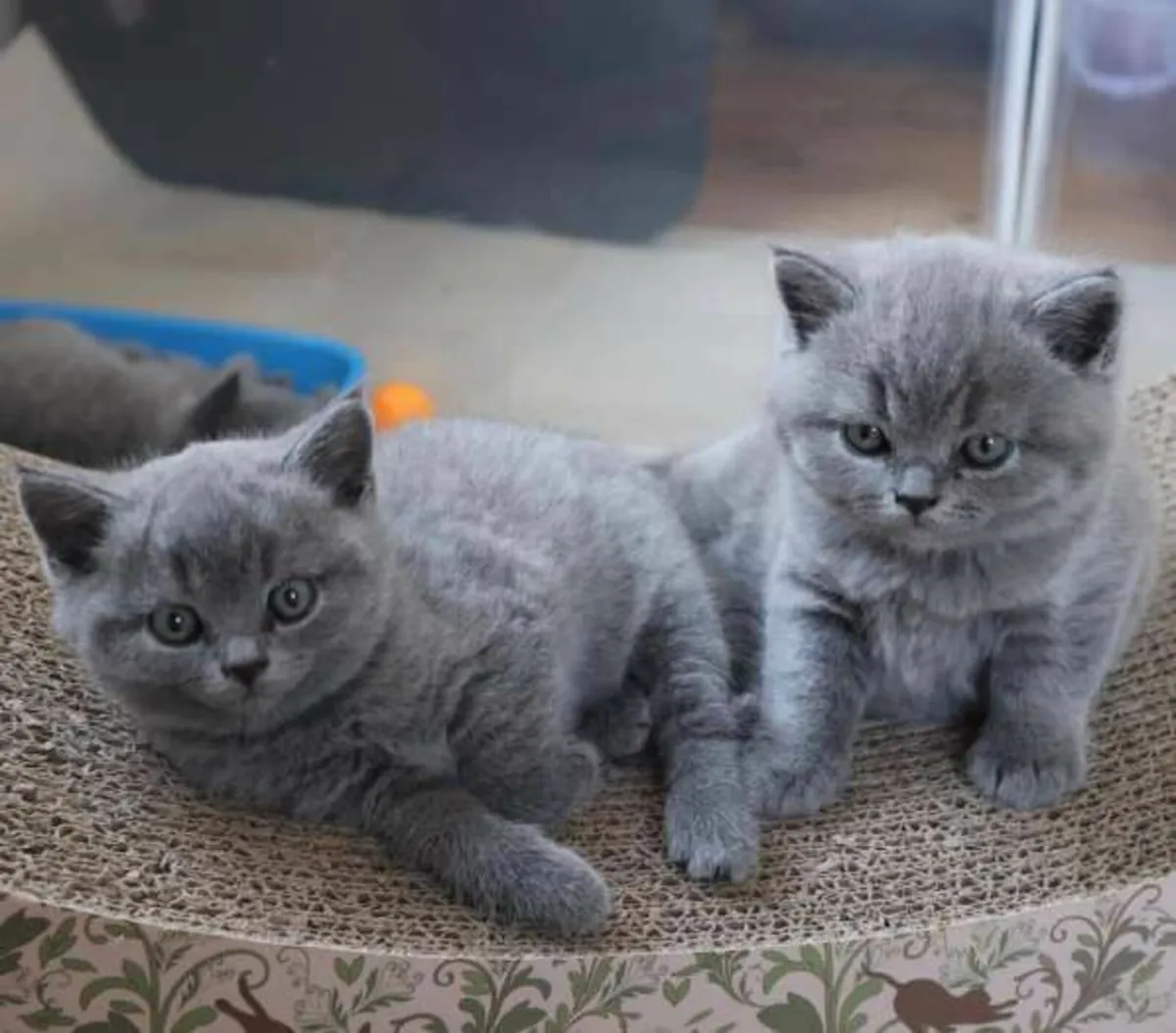 Amazing Purebred British Shorthair kittens - Image 1