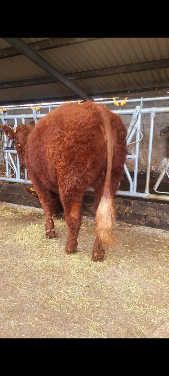 Pedigree Saler Heifer - Image 2