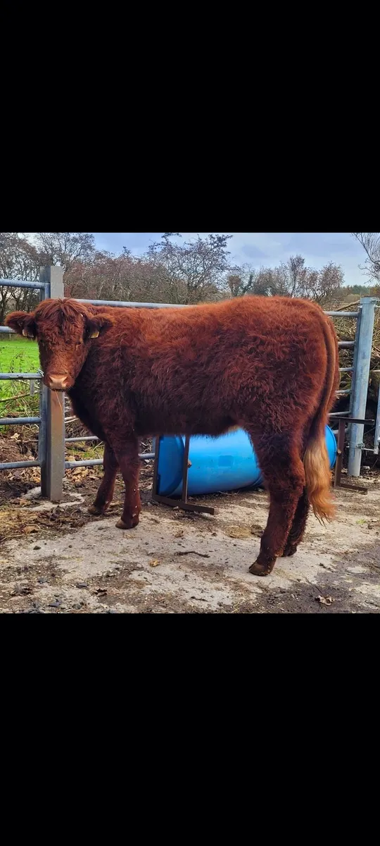 Pedigree Saler Heifer - Image 3