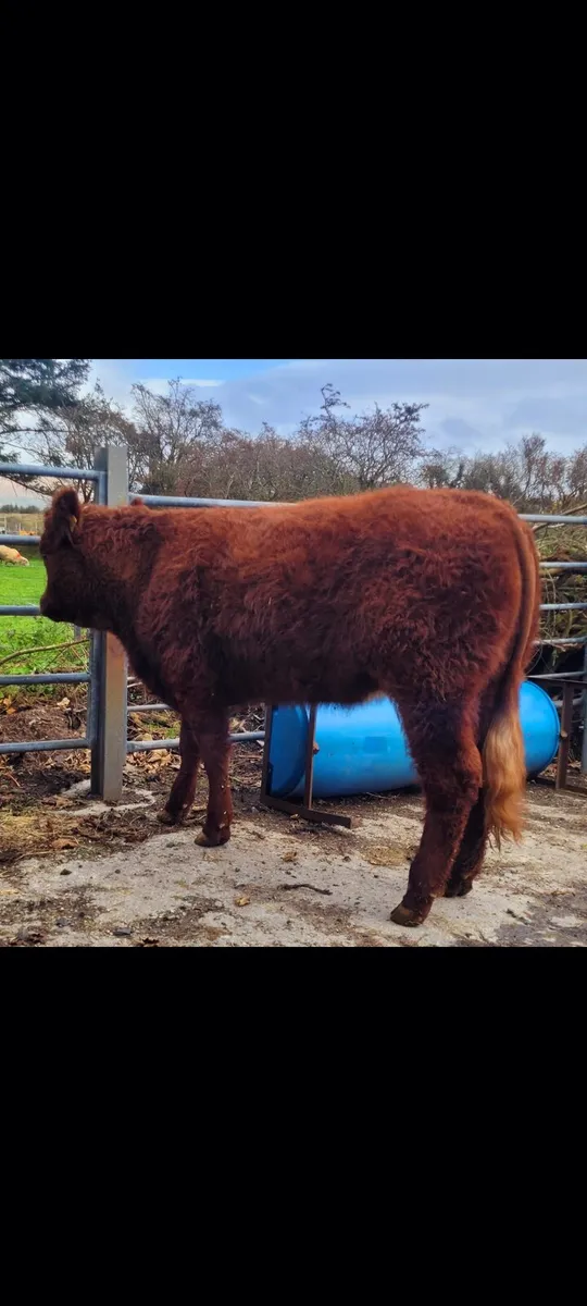 Pedigree Saler Heifer - Image 4