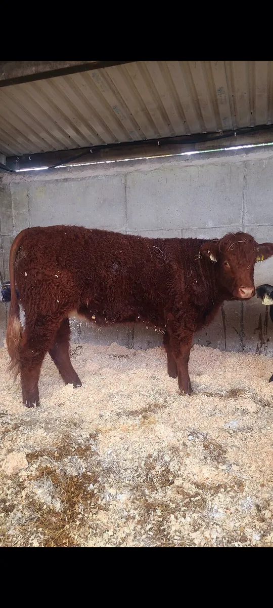 Pedigree Saler Heifer - Image 1
