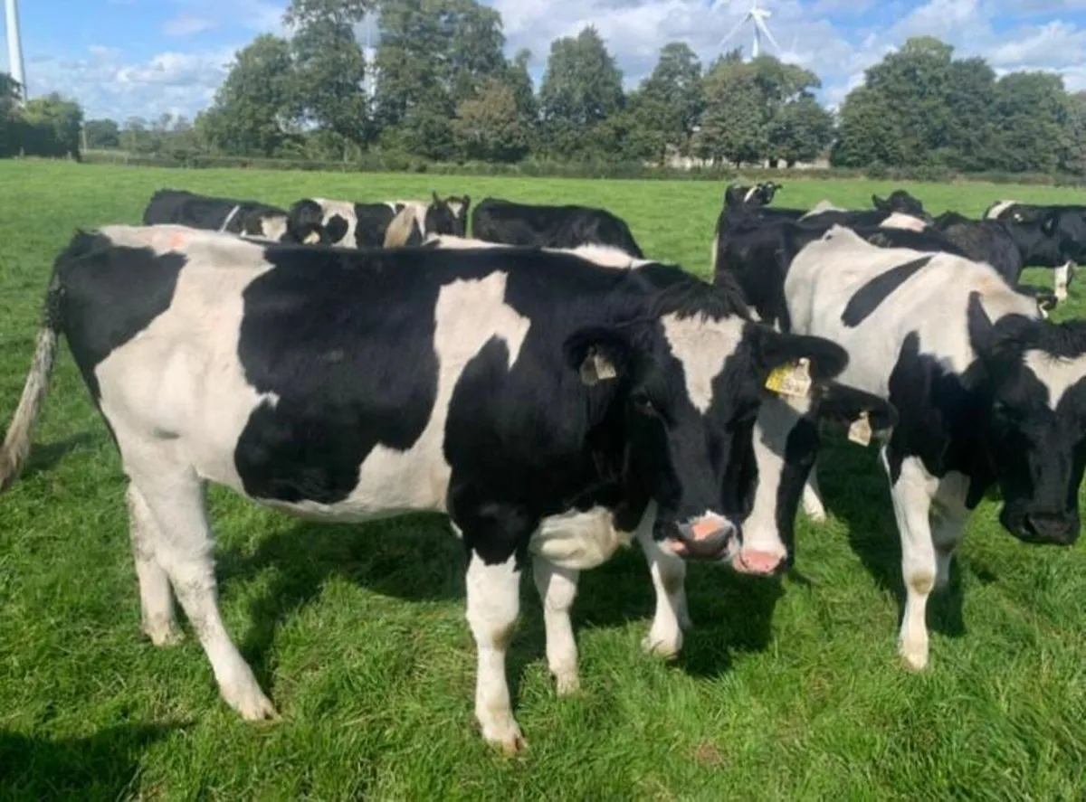 British FR In-Calf Heifers - Image 1