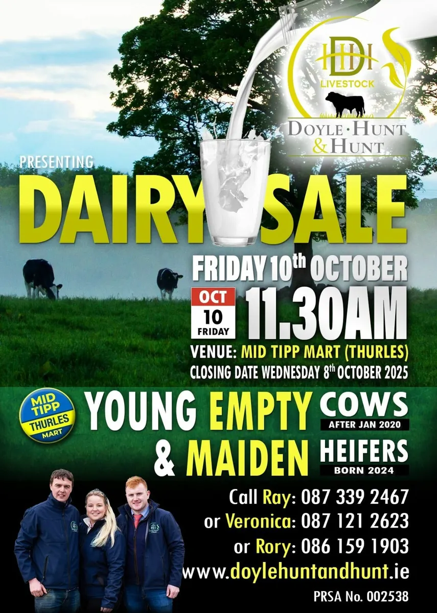 British FR In-Calf Heifers - Image 2