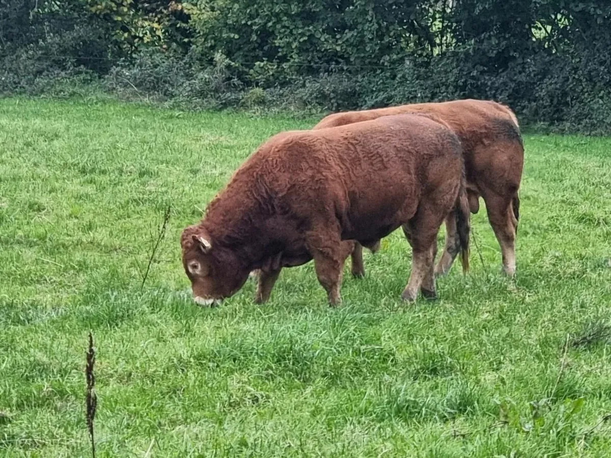 Limousin bulls for sale - Image 2
