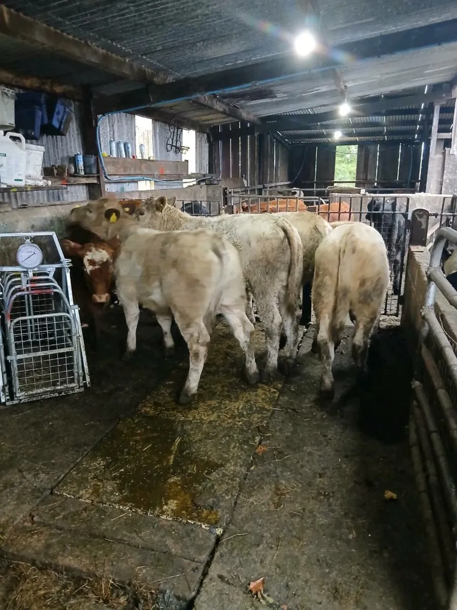 5 smashing bull weanings - Image 1