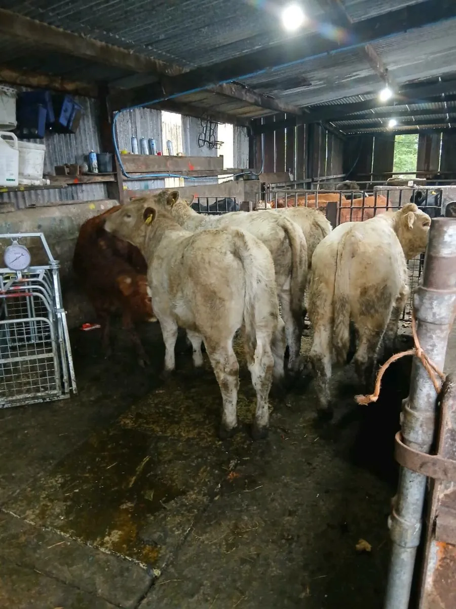 5 smashing bull weanings - Image 2
