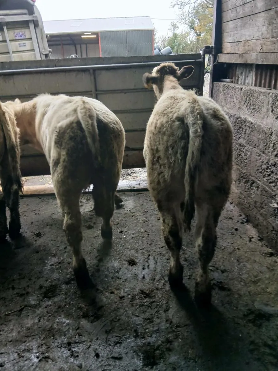 5 smashing bull weanings - Image 3