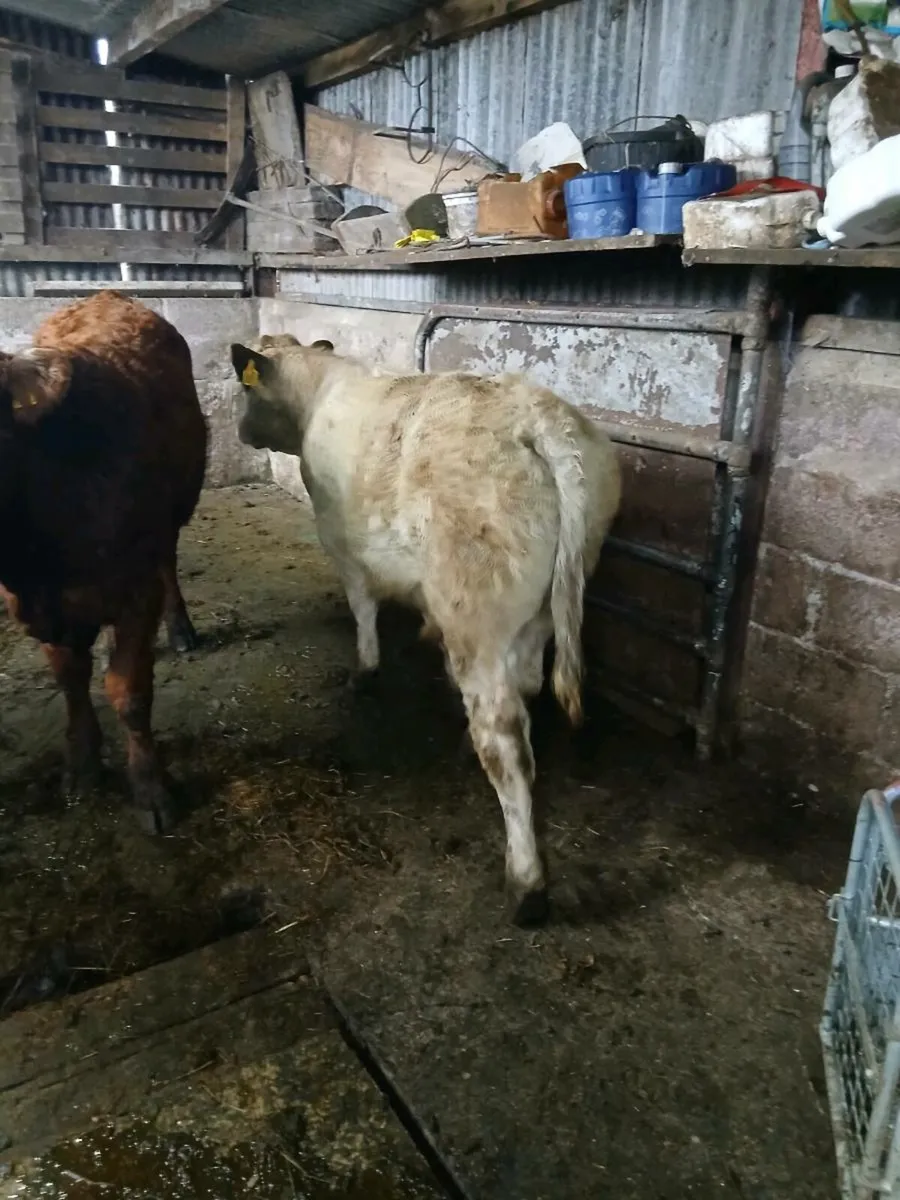 5 smashing bull weanings - Image 4