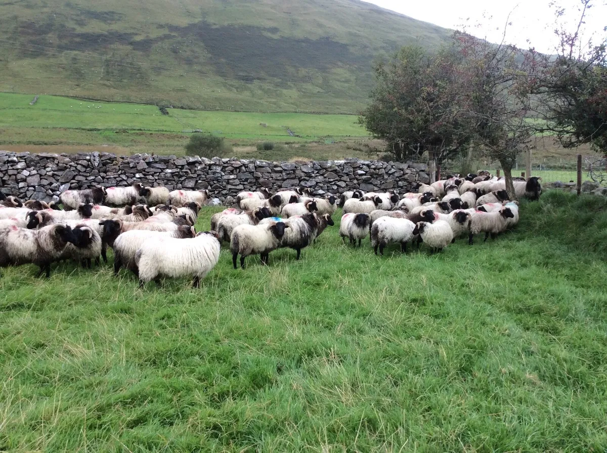 Mayo store ram lambs - Image 2