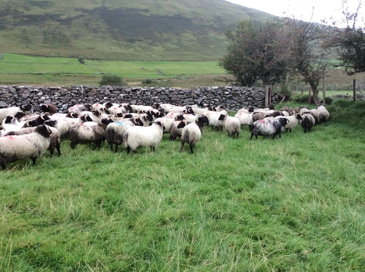 Mayo store ram lambs - Image 3