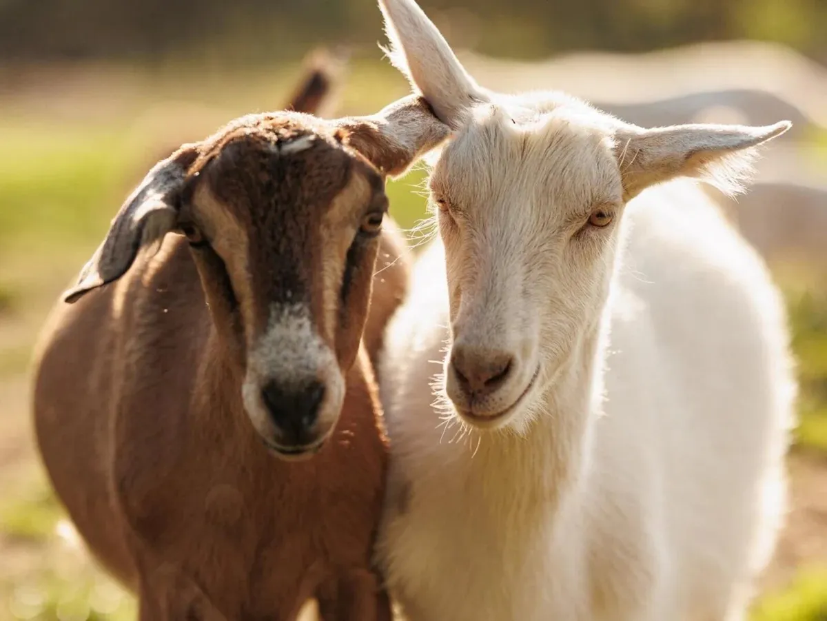 Milking goats wanted